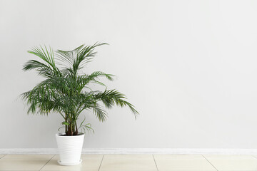 Palm tree near light wall