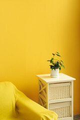 Ficus benjamina in pot on table and armchair near color wall in room