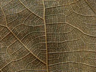 macro shot of dry brown leaf texture, lines of vein pattern