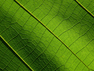 Naklejka na ściany i meble close up vein of green teak leaf texture