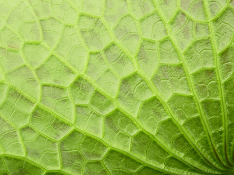 close up green lotus leaf texture
