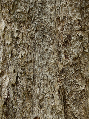 rough bark of tree texture
