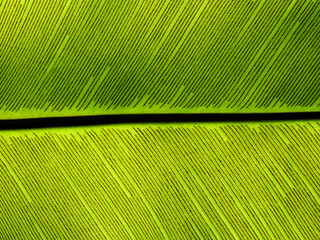 Bird’s nest fern ( Asplenium nidus ), texture of green leaf with line