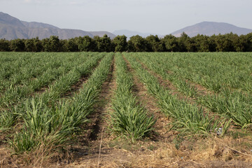 cane reed field in an open field