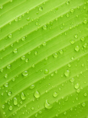 water drops on green banana leaf texture after rain