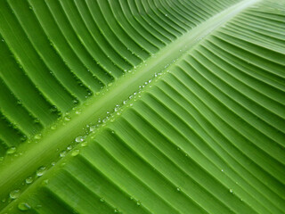 close up water drops on green banana leaf texture after rain - Powered by Adobe