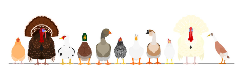 various poultry in a row