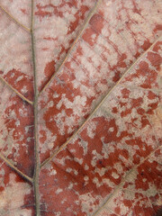 dry brown leaf texture ( teak leaf )