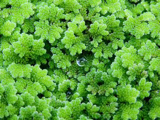 green mosquito fern ( Azolla ) texture, aquatic plant cover the water surface