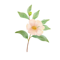 Branch of flower illustration. Watercolor painting plant isolated on white background. Floral drawing