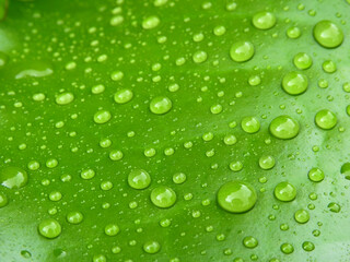 Fototapeta na wymiar close up water drops on green leaf of lotus after rain