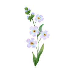 Branch of blue flower illustration. Watercolor painting plant isolated on white background. Floral drawing