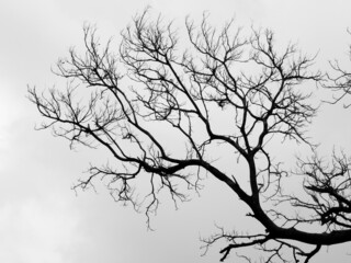 silhouette of dry tree with sky background, black and white style