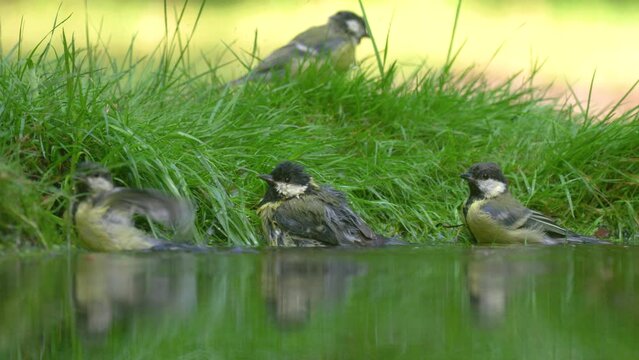 Three great tits splashing in water taking a bath next to grassy bank