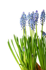 Fototapeta premium Blooming grape hyacinth plant (Muscari) isolated on white