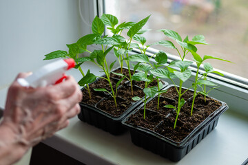 Elderly woman sprays pepper seedlings with water standing at home on windowsill.