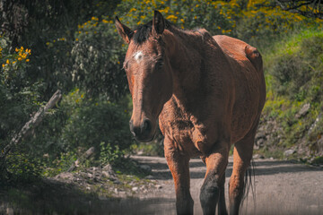 caballo