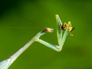 Green mantis eats a Bee