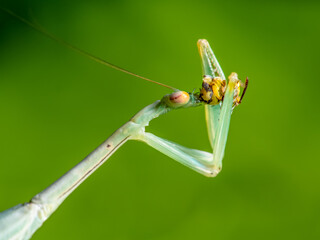 Green mantis eats a Bee