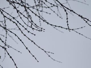 branches of a tree