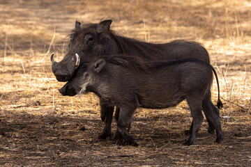 Ein junges Warzenschwein vor einem Adulti in der Seitenansicht