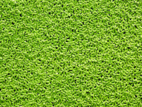 green duckweed ( Lemna minor L. ) floating on water in the pond