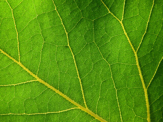 close up lush green leaf texture