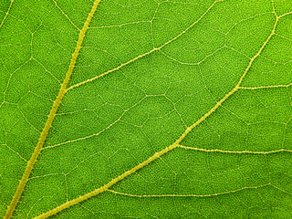 close up green leaf texture