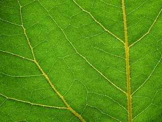 texture of green leaf with line of vein