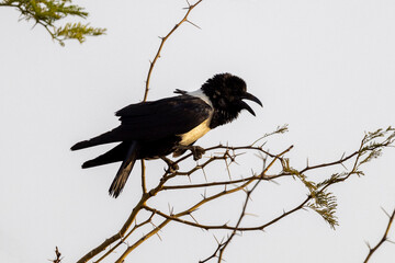 Ein freigestellter singender Schildrabe auf einem Ast in der Seitenansicht