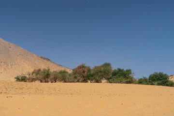 Green stunted trees grow in the desert. Orange sand all around. A dune against a clear blue sky. Copy Space. Egypt