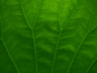 Naklejka na ściany i meble green leaf of water lily, natural background