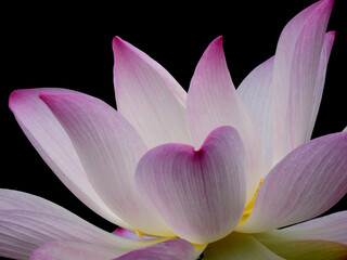 pink sacred lotus ( Nelumbo nucifera ) flower blooming on black background