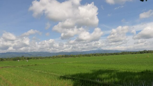 The expanse of rice plants in unfruitful fields, green leaves, mud, water and bright sun
