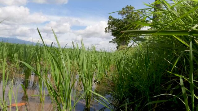 The expanse of rice plants in unfruitful fields, green leaves, mud, water and bright sun