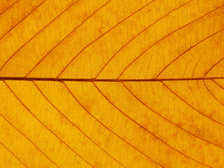 Naklejka na ściany i meble macro shot of yellow autumn leaf texture