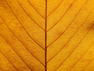 Naklejka na ściany i meble yellow autumn leaf texture background
