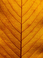 yellow autumn leaf texture background