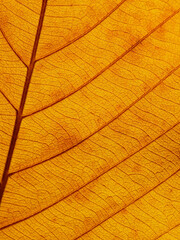macro shot of yellow autumn leaf texture