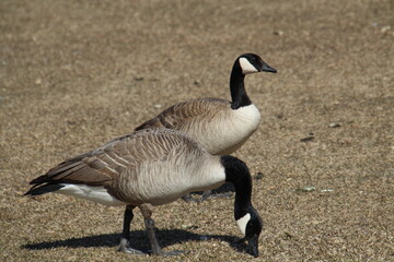 country goose branta canadensis