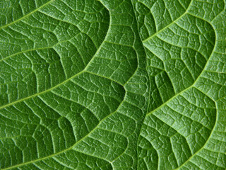 close up green leaf of purple wreath ( Petrea volubilis L. )