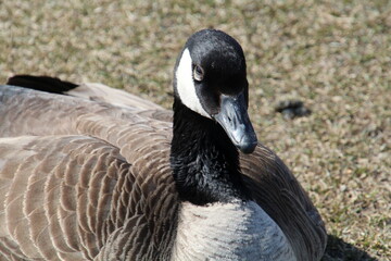 Goose In The Sun, William Hawrelak Park, Edmonton, Alberta