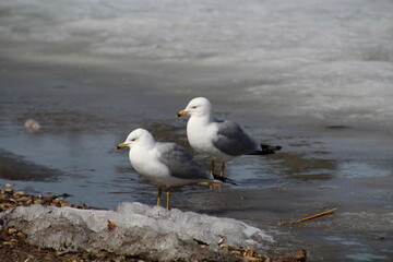 seagull on the shore, William Hawrelak Park, Edmonton, Alberta