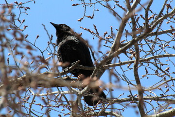 crow on a branch, William Hawrelak Park, Edmonton, Alberta