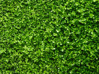 green bush wall background, leaf of ornamental plant