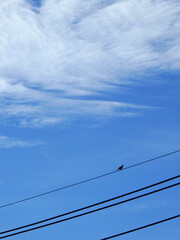Fototapeta premium silhouette of pigeon on electric wire with cloud on blue sky background