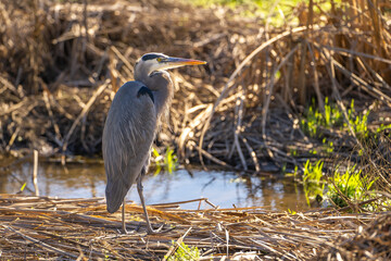 Great blue heron (Ardea cinerea) stands near the creek and hunts. 