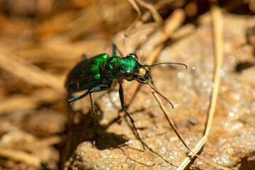 Shiny green six-spotted tiger beetle in Wilmot, New Hampshire.