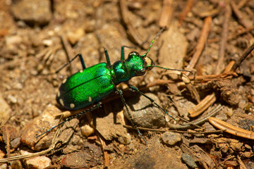 Shiny green six-spotted tiger beetle in Wilmot, New Hampshire.
