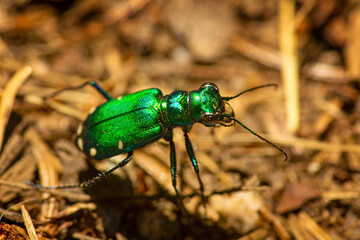 Shiny green six-spotted tiger beetle in Wilmot, New Hampshire.